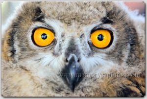 owl eyes.jpg